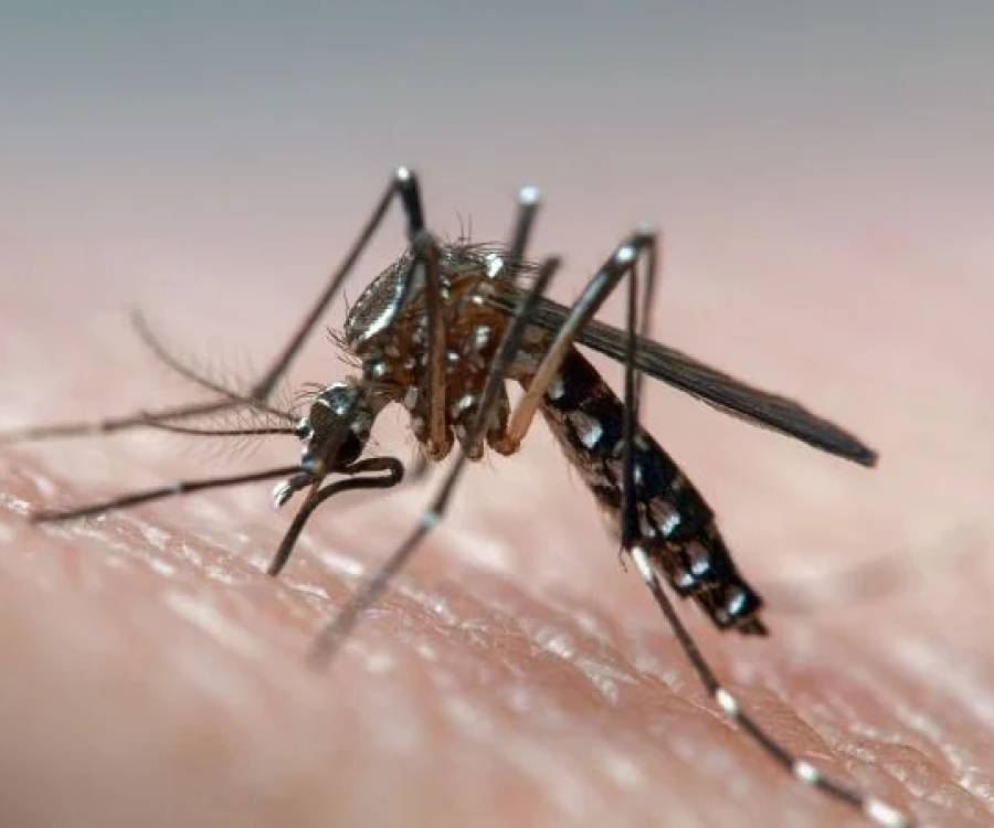 Con la llegada del calor, en Catamarca refuerzan las medidas para prevenir el dengue
