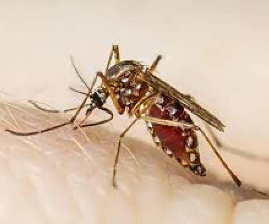 Detectaron el primer caso de chikungunya en Catamarca