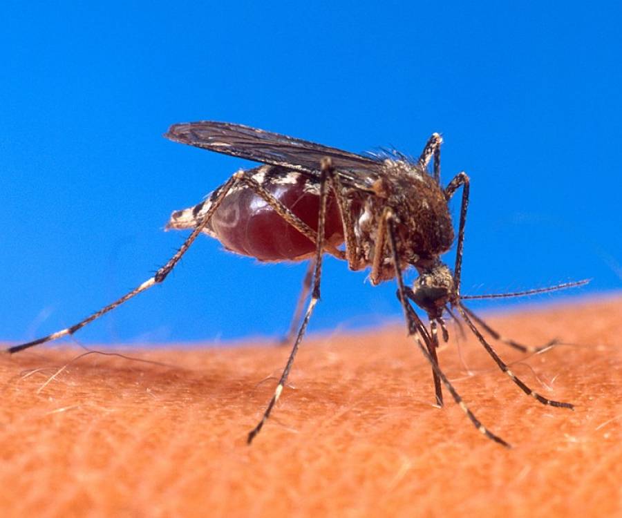 Campaña de prevención y vacunación contra el Dengue en el barrio San Antonio Sur