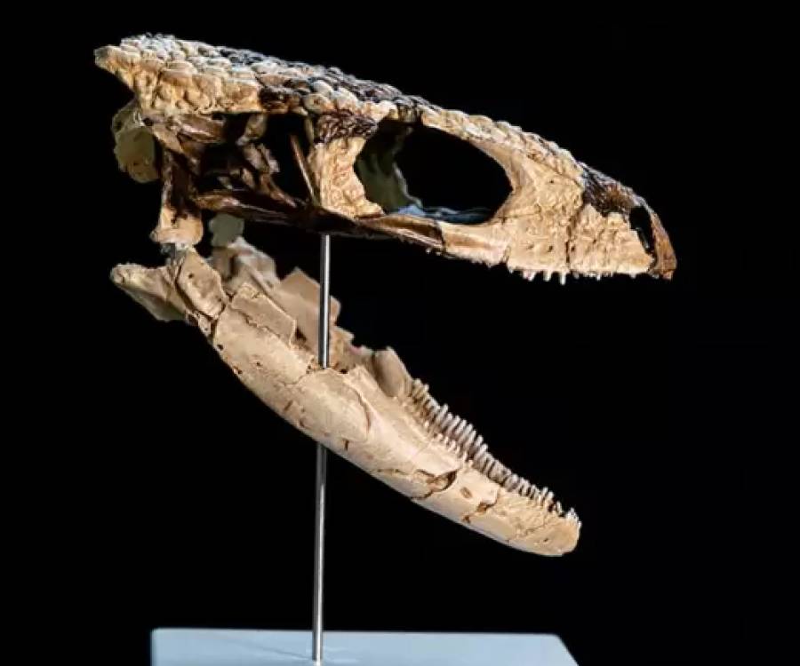 Hallan en la Patagonia un reptil de 70 millones de años