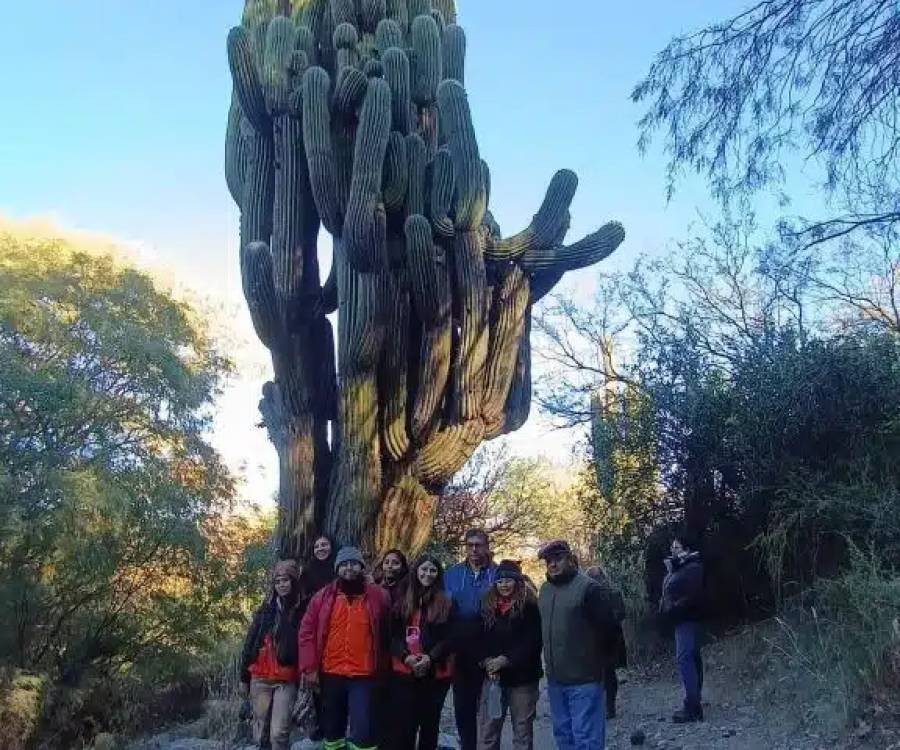 Un símbolo natural único en Sudamérica moviliza a expertos en el oeste catamarqueño