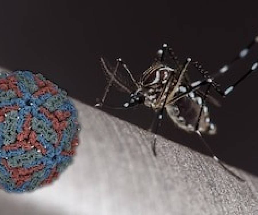 Científicos argentinos descubrieron un mecanismo común entre el dengue, zika y fiebre amarilla