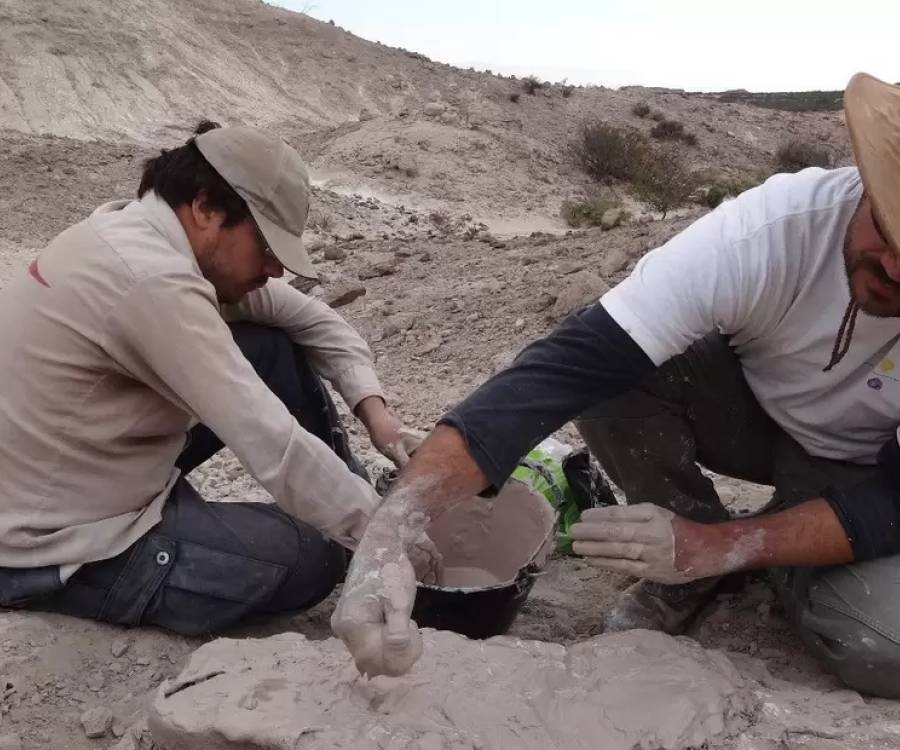 Hallaron en La Rioja los fósiles de un reptil de 237 millones de años anterior a los dinosaurios